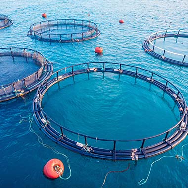 In Aquakultur-Netzgehegen werden Fische und Meeresfrüchte gezüchtet. Fische benötigen gelösten Sauerstoff im Wasser, zu viel davon kann jedoch Krankheiten verursachen.